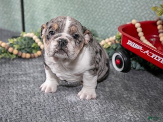 Mixed Breed dogs Tatiana - Ad 22