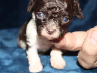 Toy Poodle dogs Bitsy - Ad 3