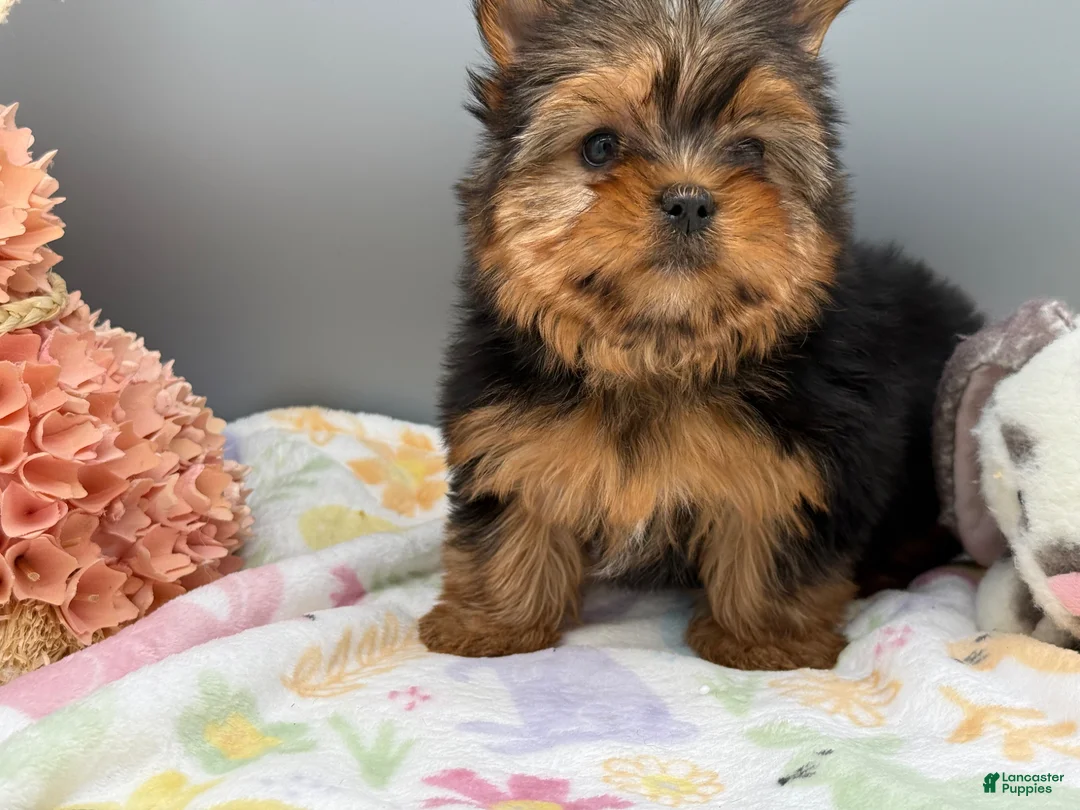 Yorkshire Terrier dogs for sale: Ash - Ad 15