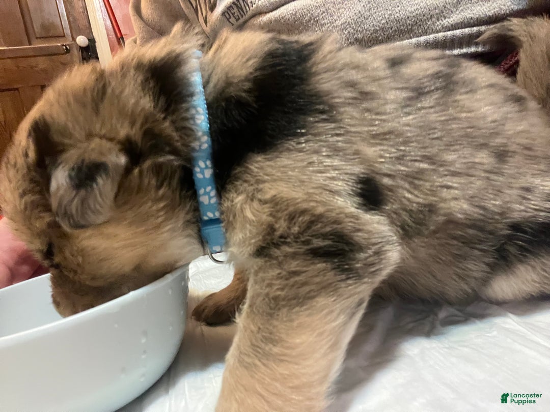 Mixed Breed dogs for sale: Mixed Breed Puppy 3 - Ad 2