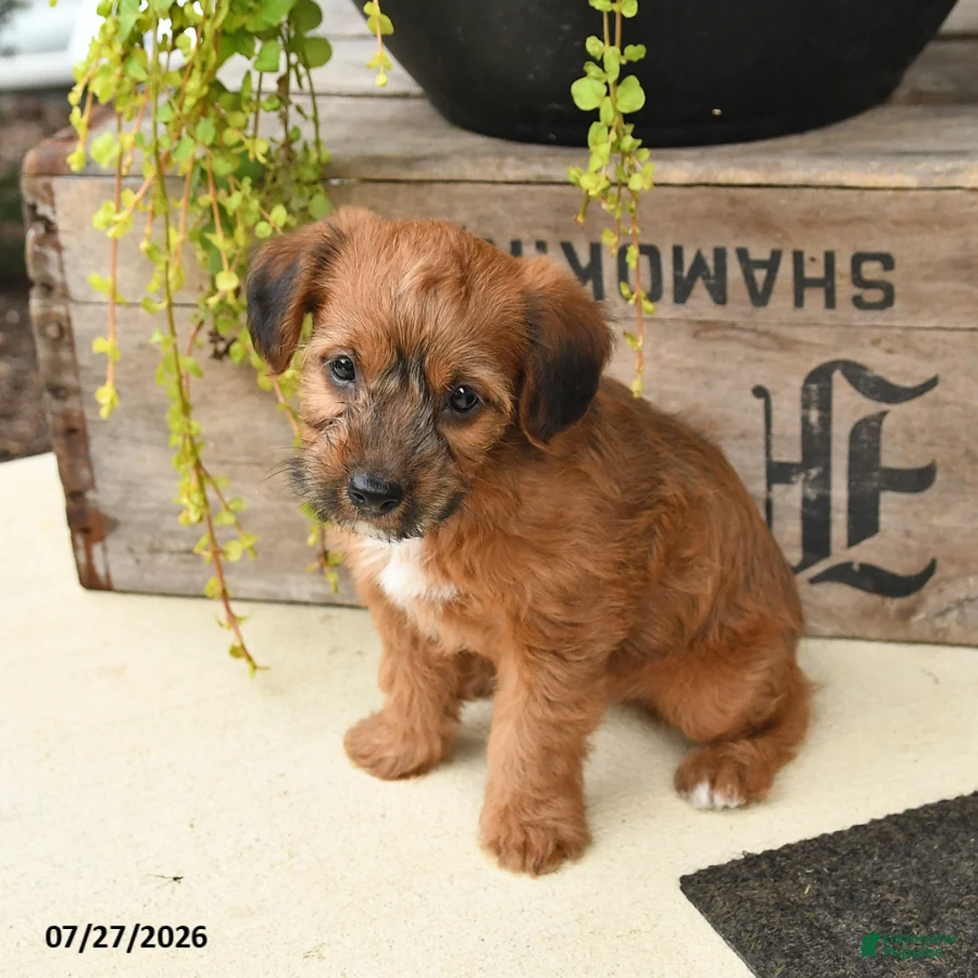 Jackapoo dogs for sale: Jill - Ad 2