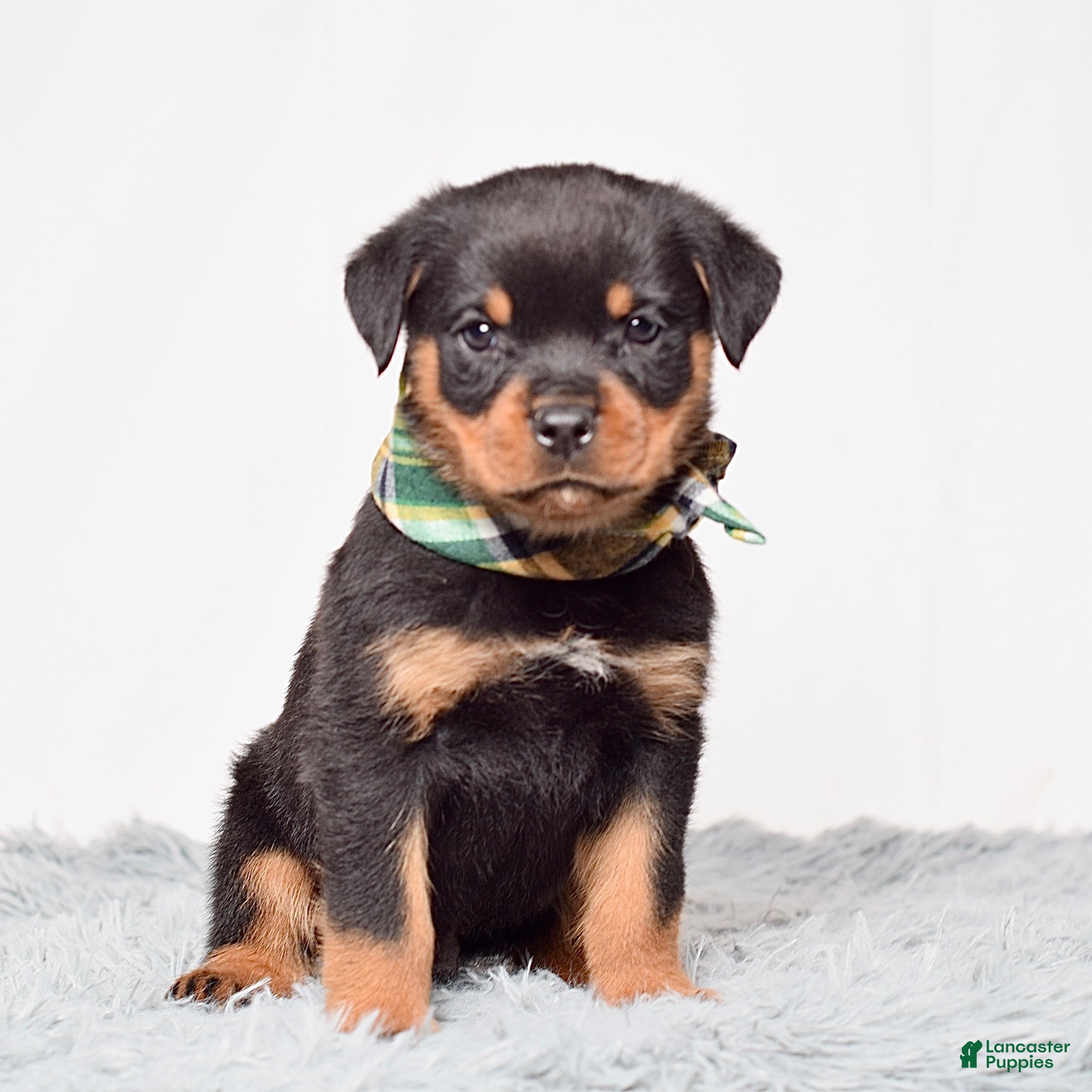 Rottweiler dogs Ninja - Ad 1