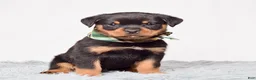 Rottweiler dogs for sale: Ninja - Ad 1
