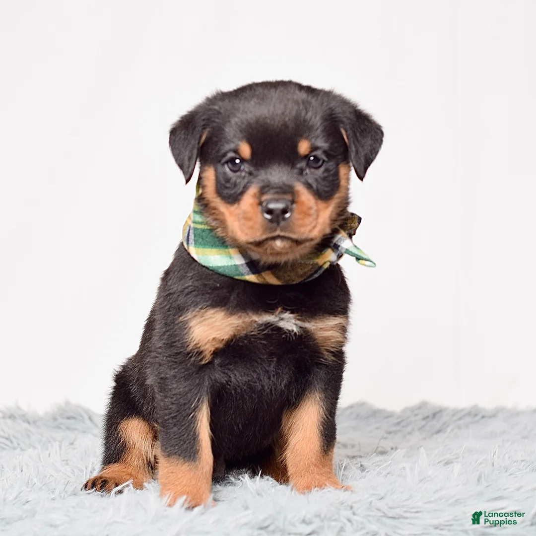 Rottweiler dogs for sale: Ninja - Ad 1