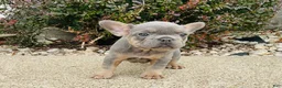 French Bulldog dogs for sale: Ruby - Ad 9