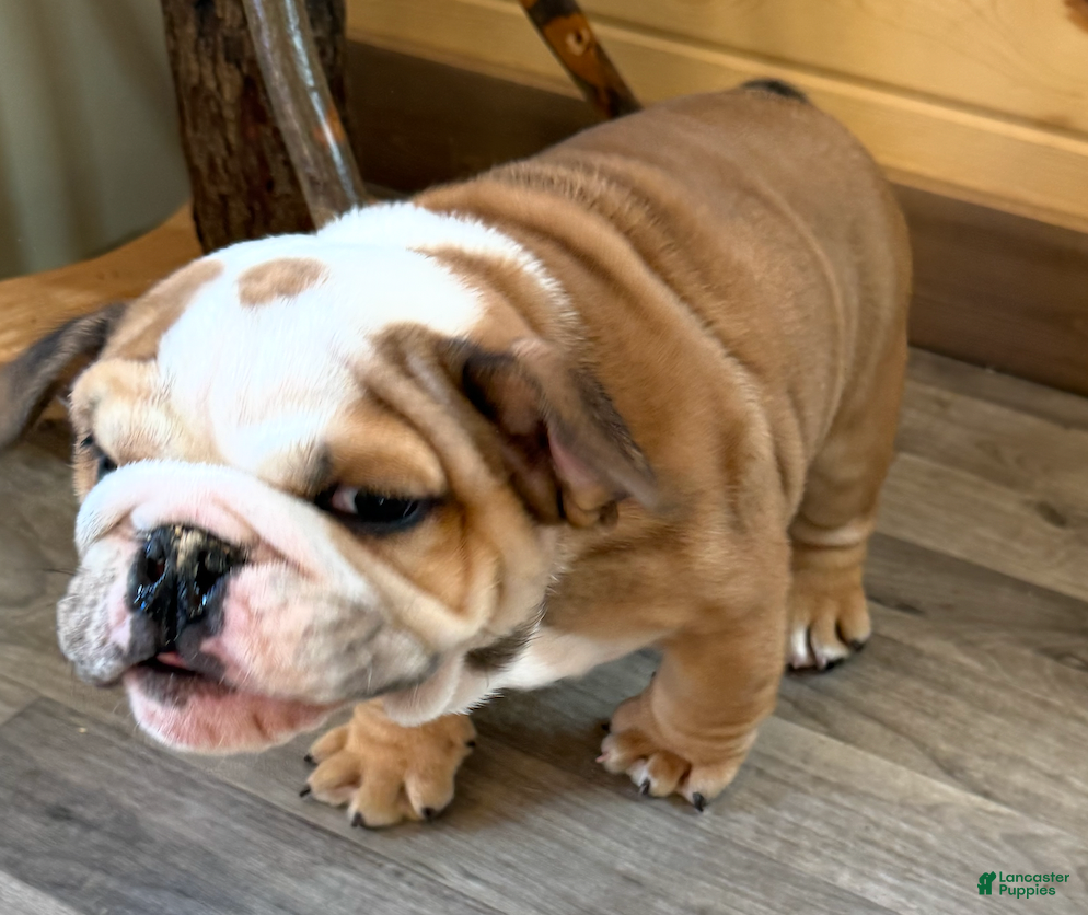 American Bulldog dogs Gunther - Ad 4