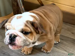 American Bulldog dogs Gunther - Ad 4