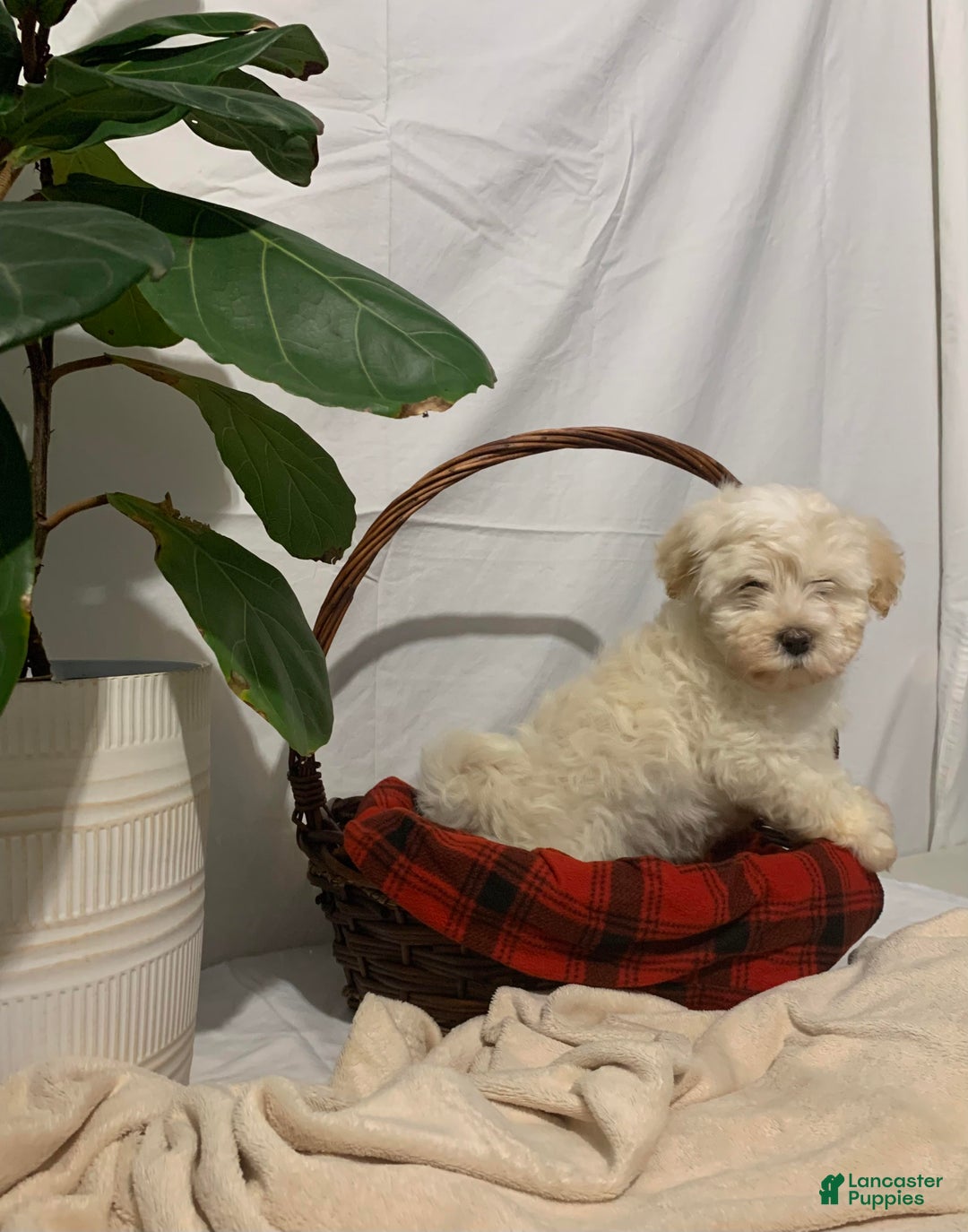 Havanese dogs for sale: Willow - Ad 3