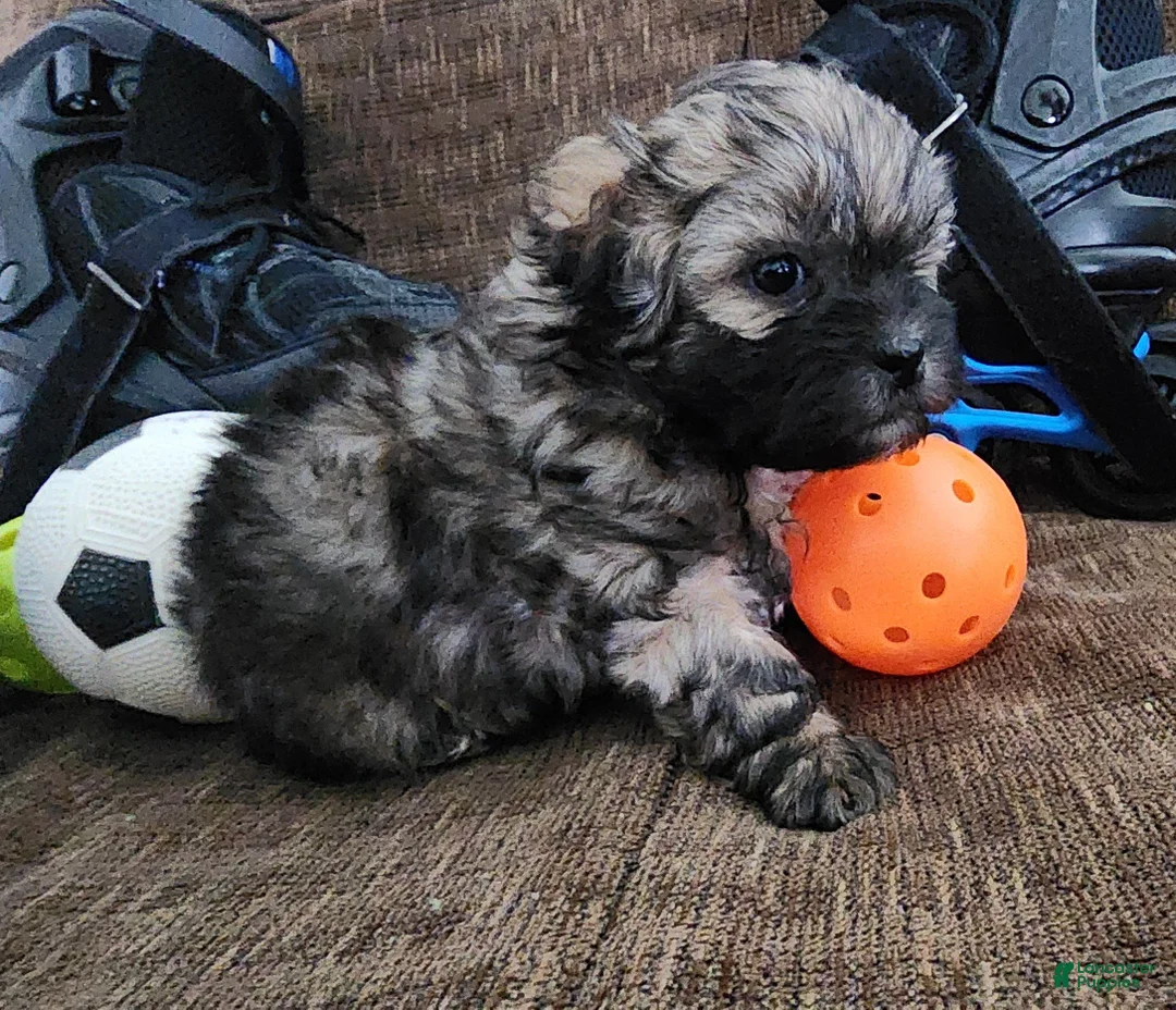 Shihpoo dogs for sale: IKARUS  - Ad 6