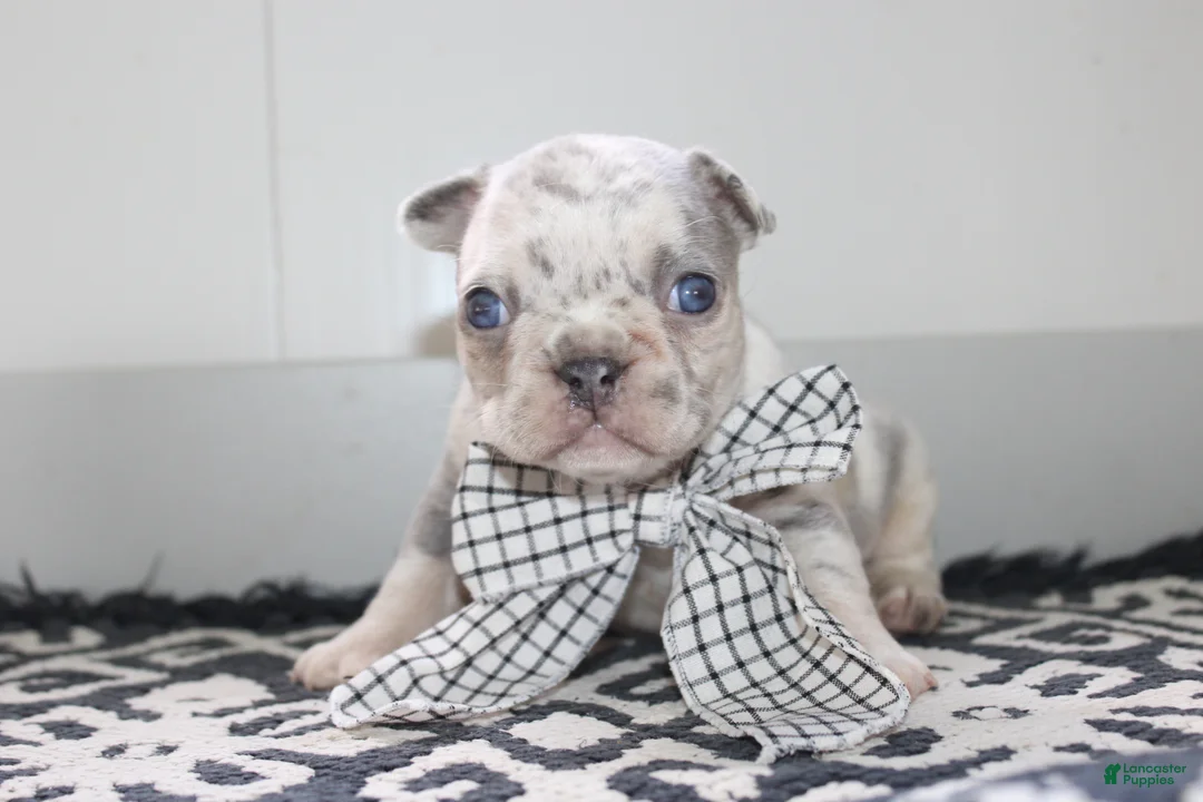 French Bulldog dogs for sale: AKC Piper - Ad 1