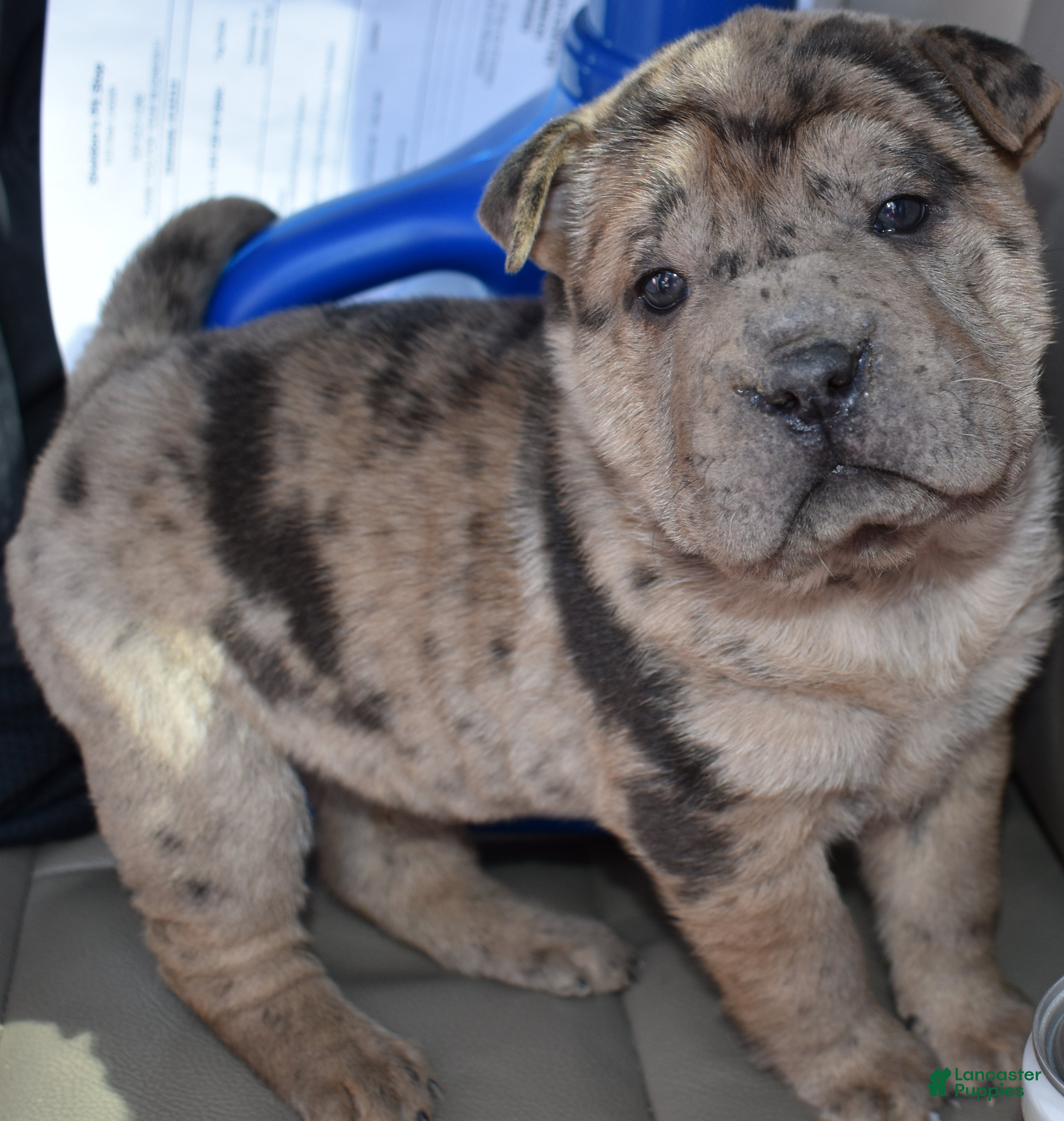 Shar Pei dogs Shar Pei Puppy 3 - Ad 1