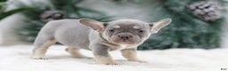 French Bulldog dogs for sale: Faith - Ad 5