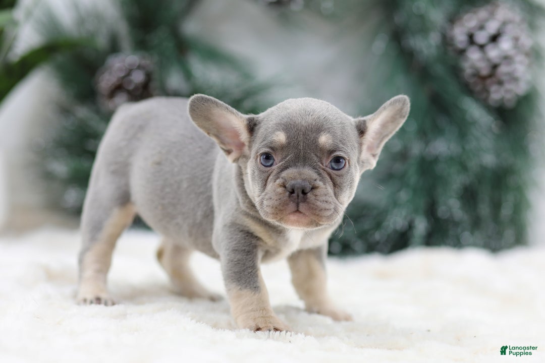 French Bulldog dogs for sale: Faith - Ad 5