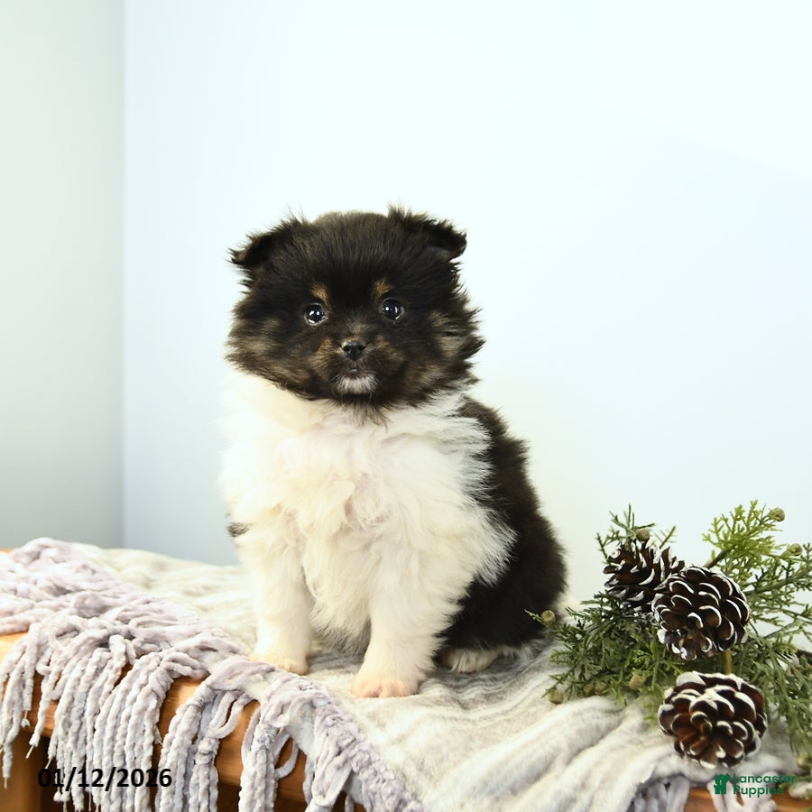 Mixed Breed dogs Bella   - Ad 2