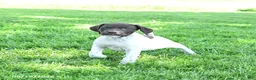 German Shorthaired Pointer dogs for sale: River - Ad 5