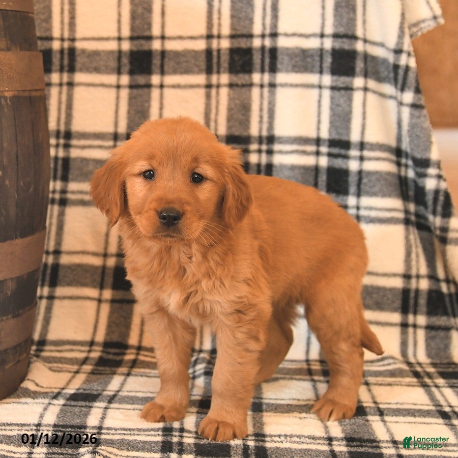 Golden Retriever dogs Valentine  - Ad 9