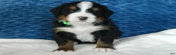 Bernese Mountain Dog dogs for sale: Benny - Ad 2