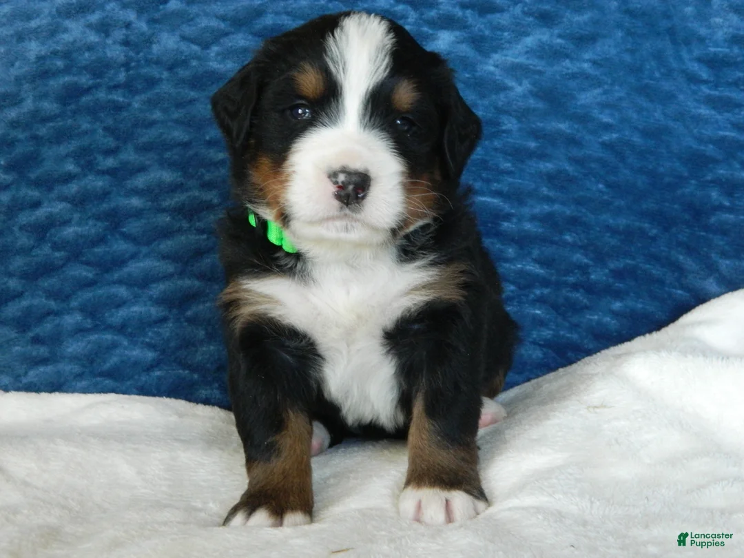 Bernese Mountain Dog dogs for sale: Benny - Ad 2
