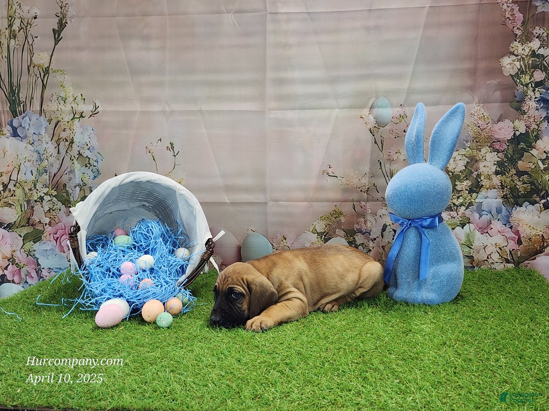 Mixed Breed dogs for sale: 2025 Bloodahoula Male 1 "Huck" - Ad 6