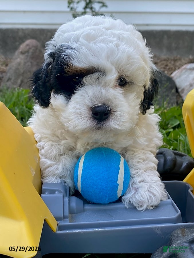 Cavapoo dogs Fritz - Ad 2