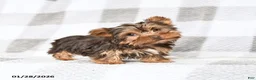 Yorkshire Terrier dogs for sale: Joey - Ad 3