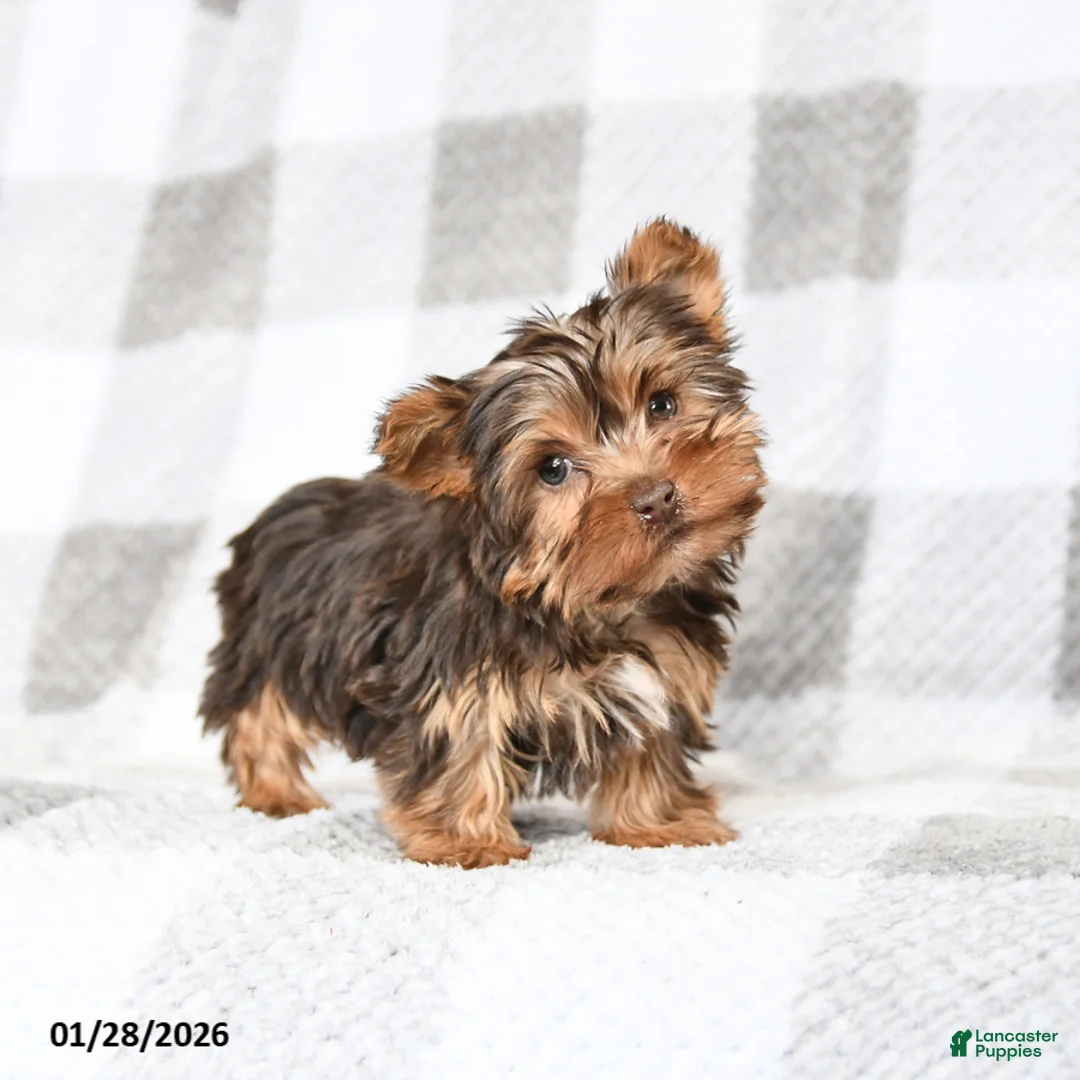 Yorkshire Terrier dogs for sale: Joey - Ad 3