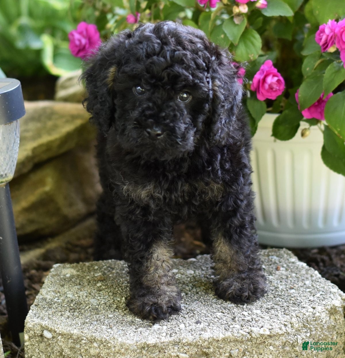 Miniature Poodle dogs for sale: Alex - Ad 2