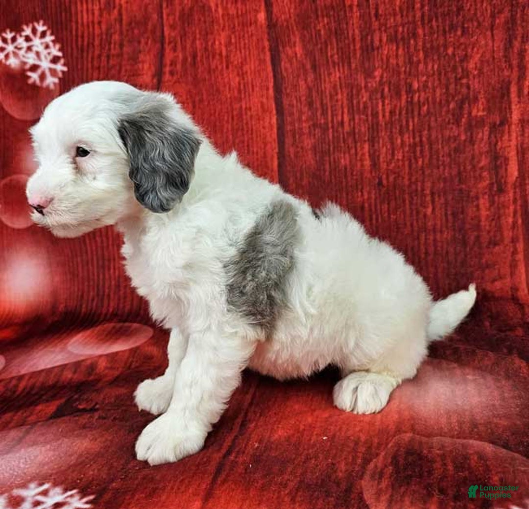 Mini Sheepadoodle dogs for sale: Kringle - Ad 4