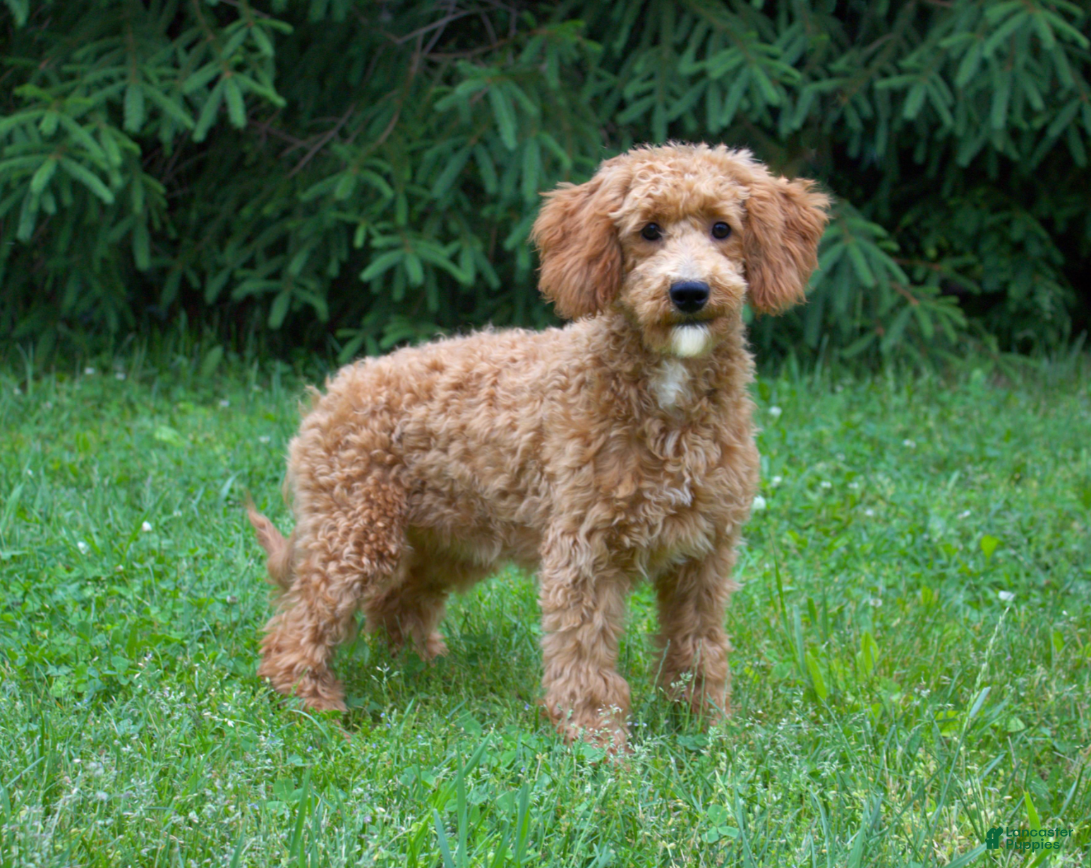 Mini Goldendoodle dogs for sale: Vinny - Ad 3