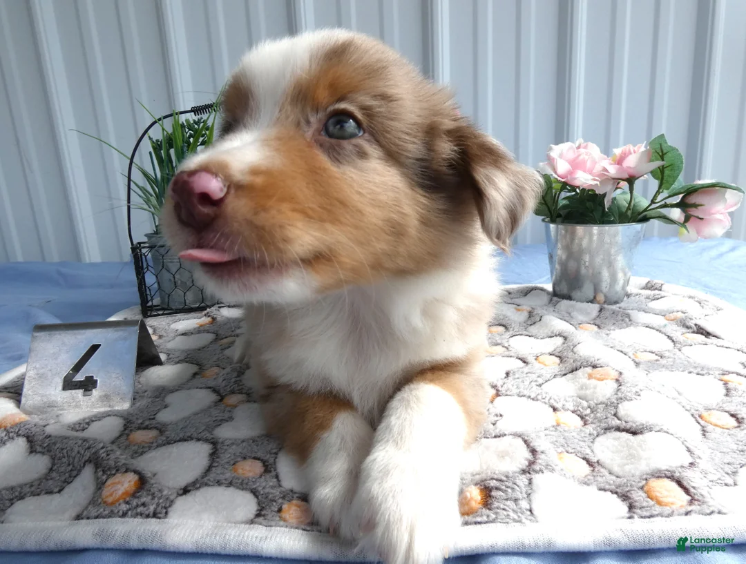 Miniature Australian Shepherd dogs for sale: Miniature Australian Shepherd 4 Myron - Ad 1