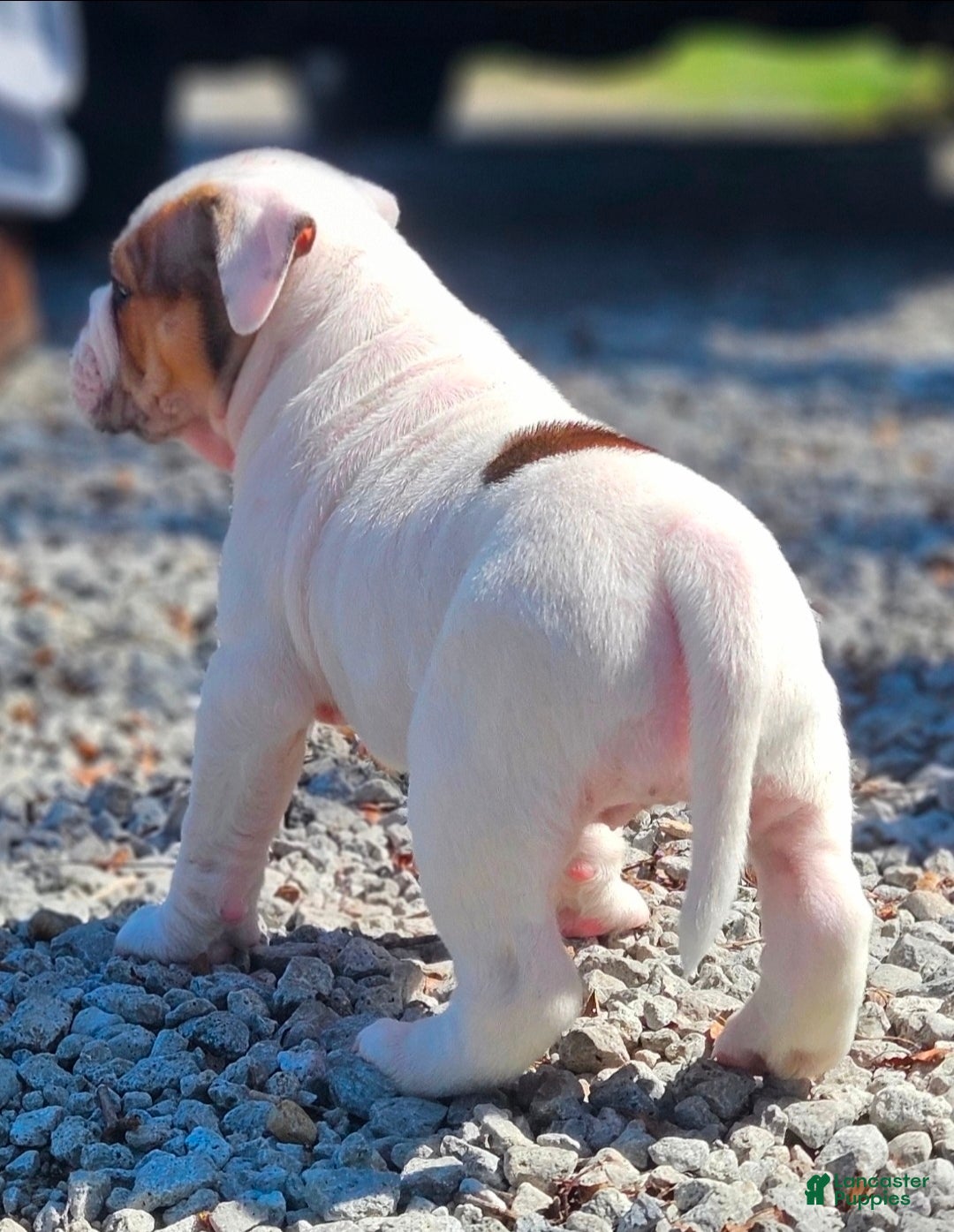 Olde English Bulldogge dogs Swiss FEMALE - Ad 2