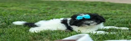 Cavapoo dogs for sale: Remi 🩷 - Ad 11