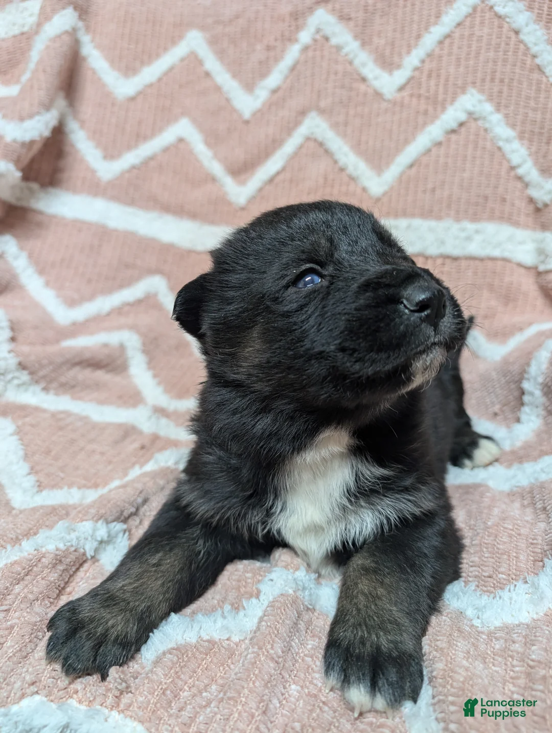 Gerberian Shepsky dogs for sale: Camilla  - Ad 5