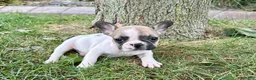 French Bulldog dogs for sale: Barry  - Ad 6