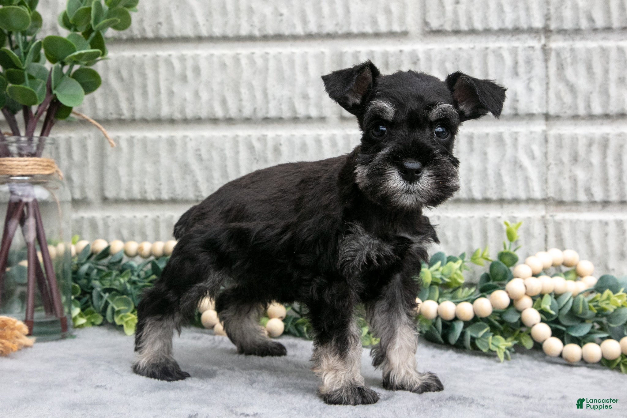 Miniature Schnauzer dogs Dixie - Ad 1