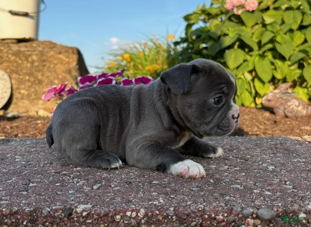 Frenchton dogs for sale: Tessa - Ad 2