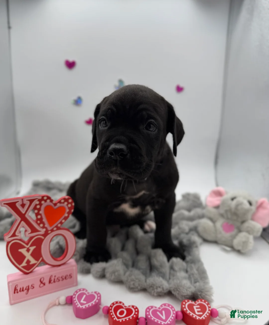 Cane Corso dogs for sale: Cane Corso Puppy 3 - Ad 4