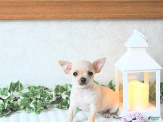 Chihuahua dogs - Ad 32