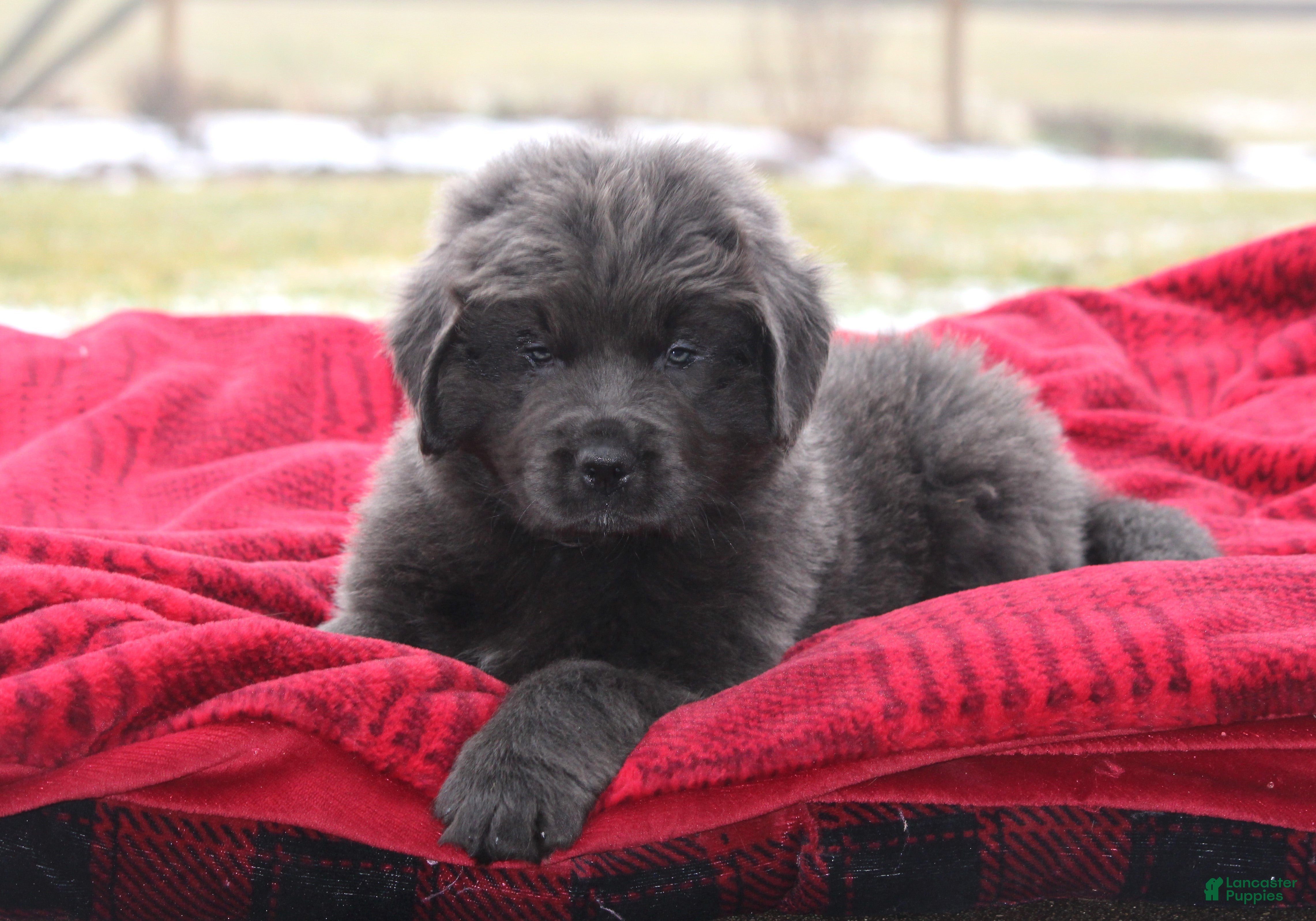 Newfoundland dogs Trey  - Ad 14
