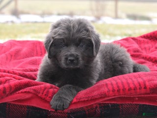 Newfoundland dogs Trey - Ad 14