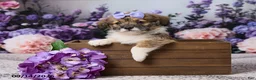Corgipoo dogs for sale: Abby - Ad 7