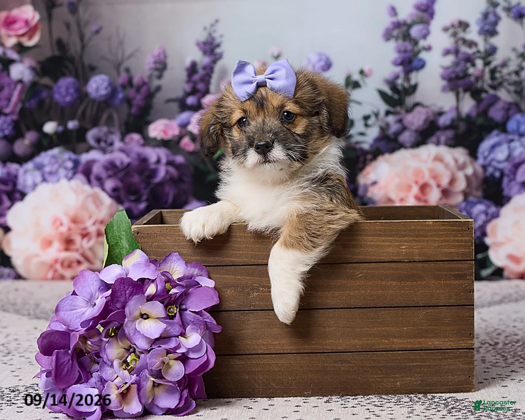 Corgipoo dogs for sale: Abby - Ad 7