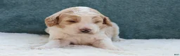 Goldendoodle dogs for sale: Cooper  - Ad 5