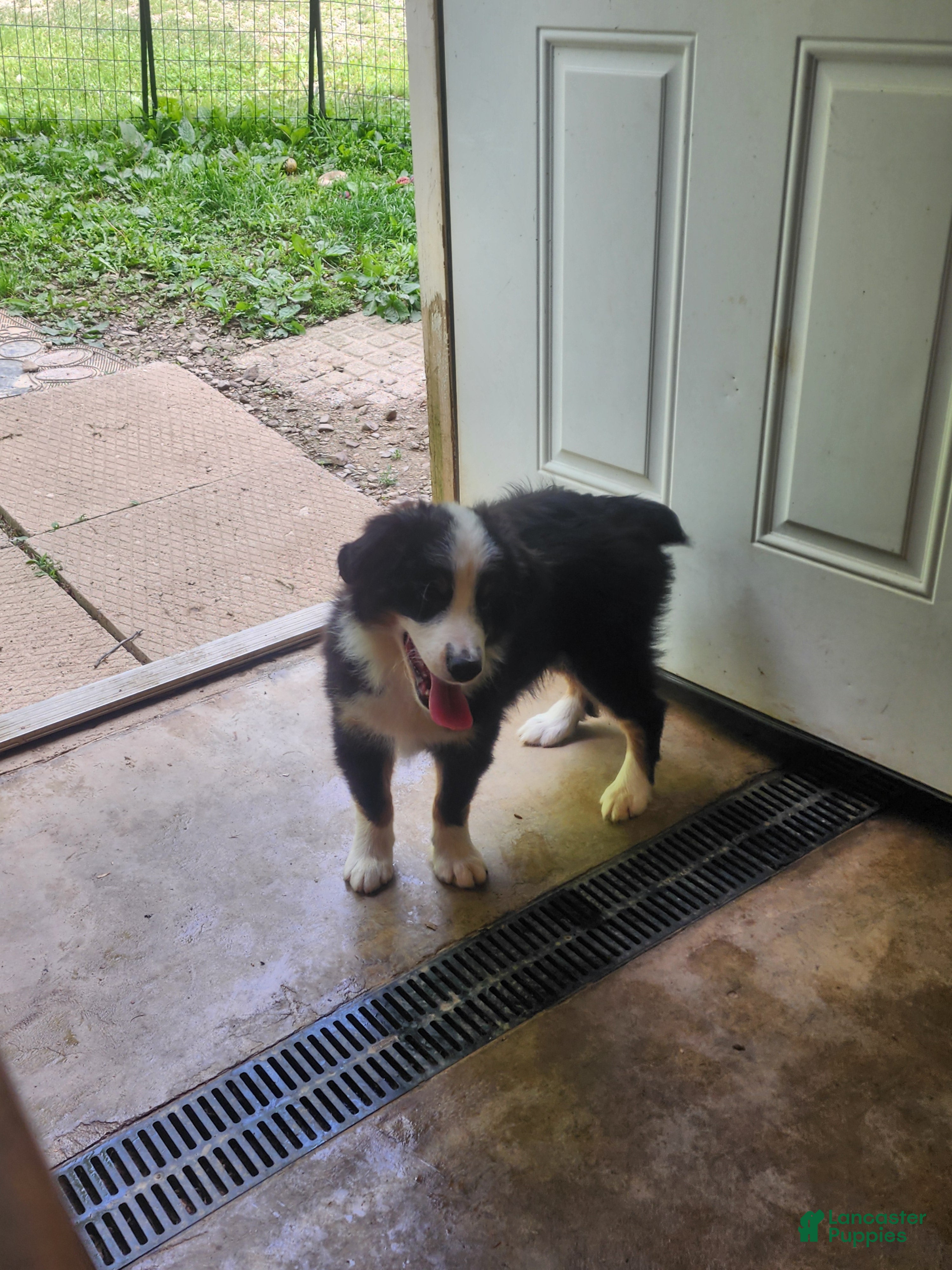 Miniature Australian Shepherd dogs Miniature Australian Shepherd Puppy 1 - Ad 13
