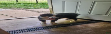 Miniature Australian Shepherd Puppy 1