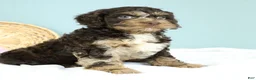 Cockapoo dogs for sale: Levi 🫐 - Ad 5