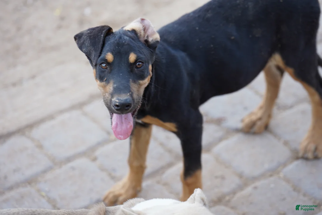 Mixed Breed dogs for sale: Doberdane Blk/Rst F - Ad 2