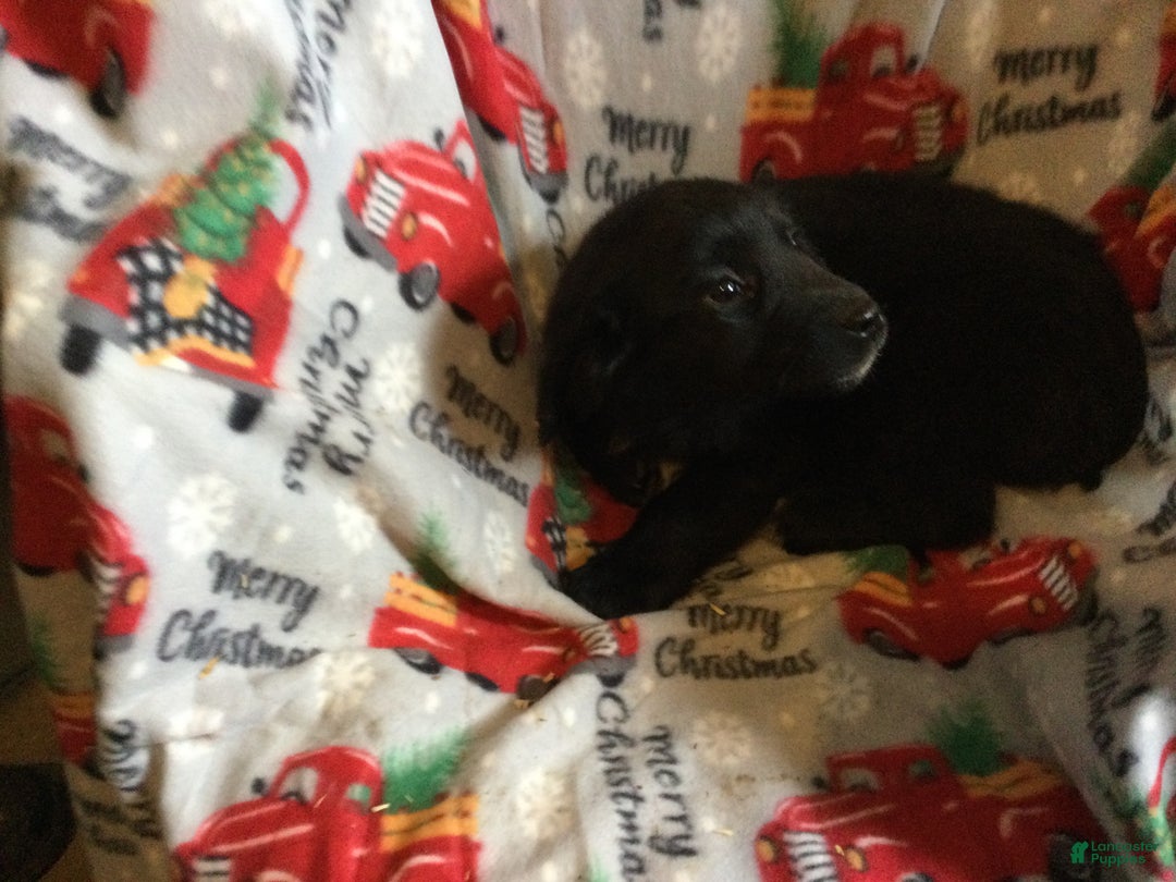 Mixed Breed dogs for sale: Mike - Ad 2