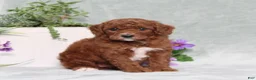 Miniature Poodle dogs for sale: Queenie - Ad 1