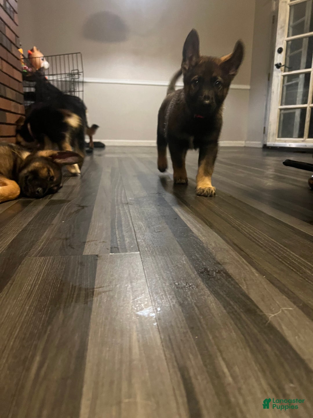 German Shepherd dogs for sale: German Shepherd Puppy 1 - Ad 3